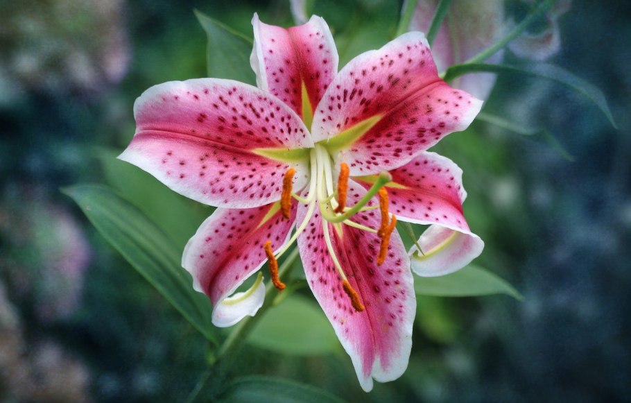 Однобратственная Lilium monadelphum;