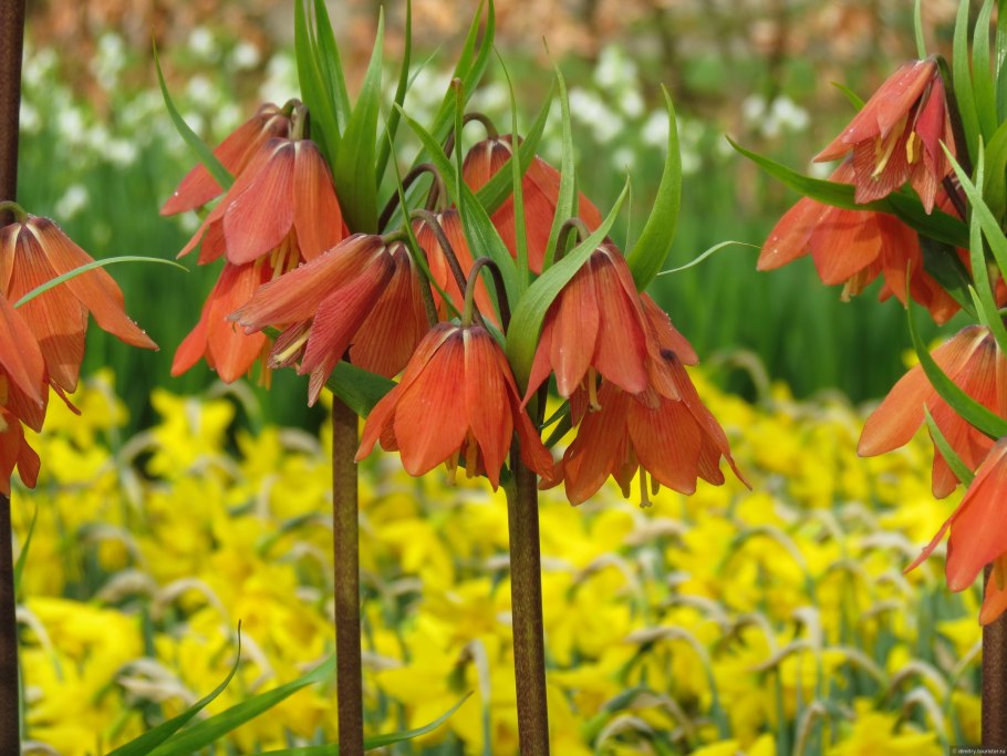 Лилейные растения Ландыш