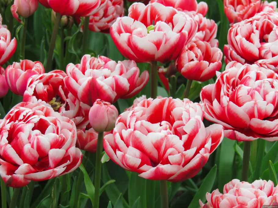 Лилия Лемон Стардаст