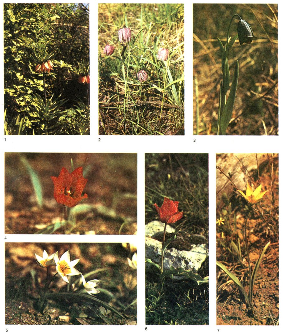 Однодольные растения луковые