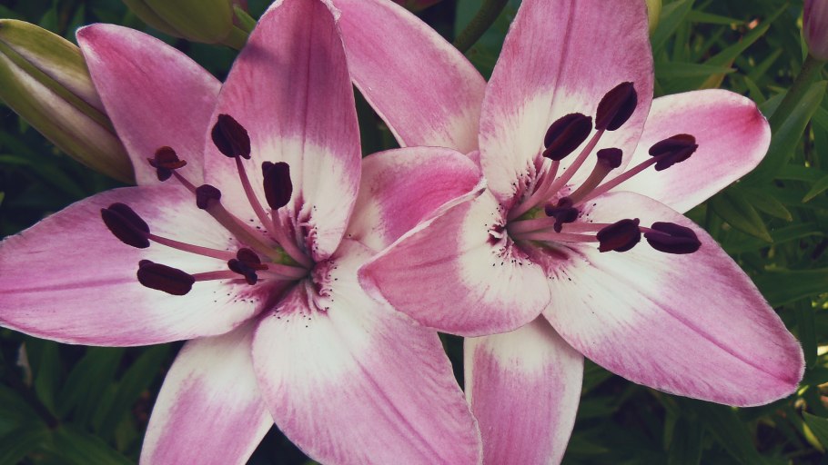 Лилия азиатская Арсенал