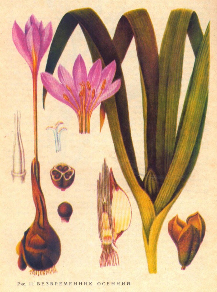 Семейство Лилейные