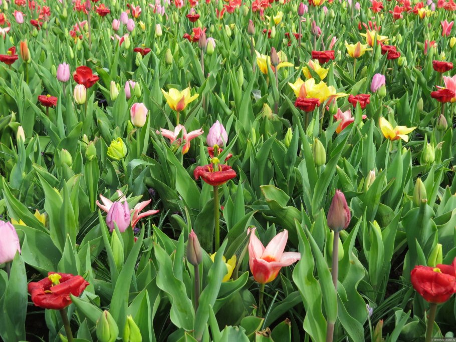 Лилия пазолини