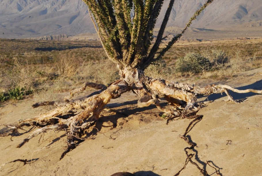 Саксаул корни