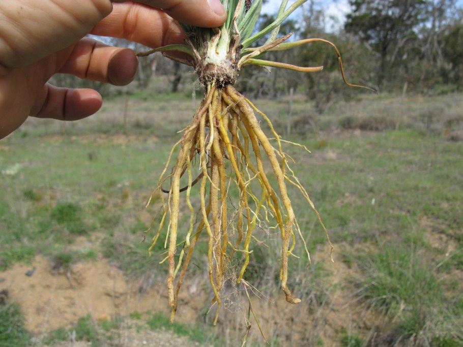 Корень златоцветника