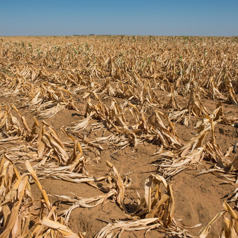 Засуха в России