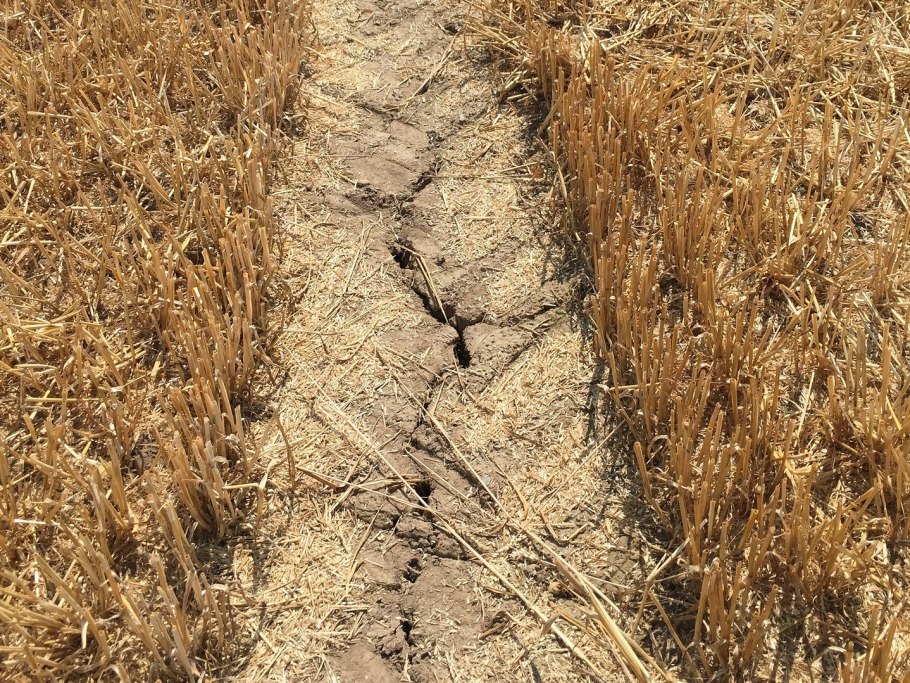 Засуха в России