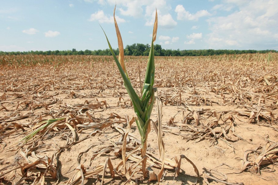 Картофель от засухи весь упал как оживить