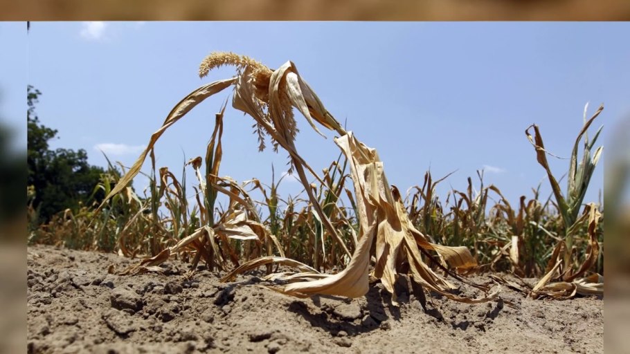 Засохшее растение