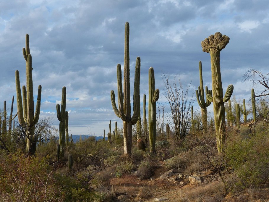 Растения пескоукрепители пустыни