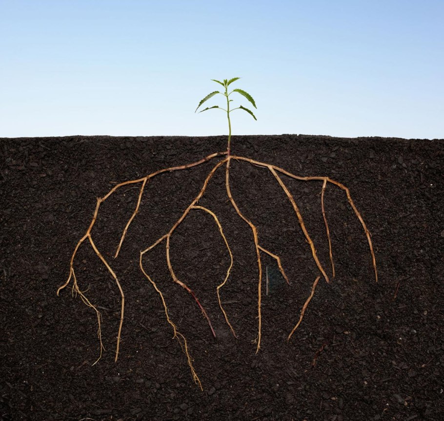 Неурожай подсолнечника