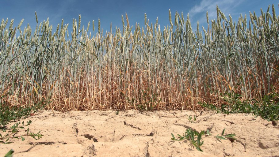 Засуха пшеница