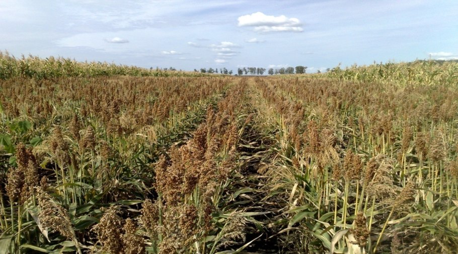 Зерновое сорго Ефремовское