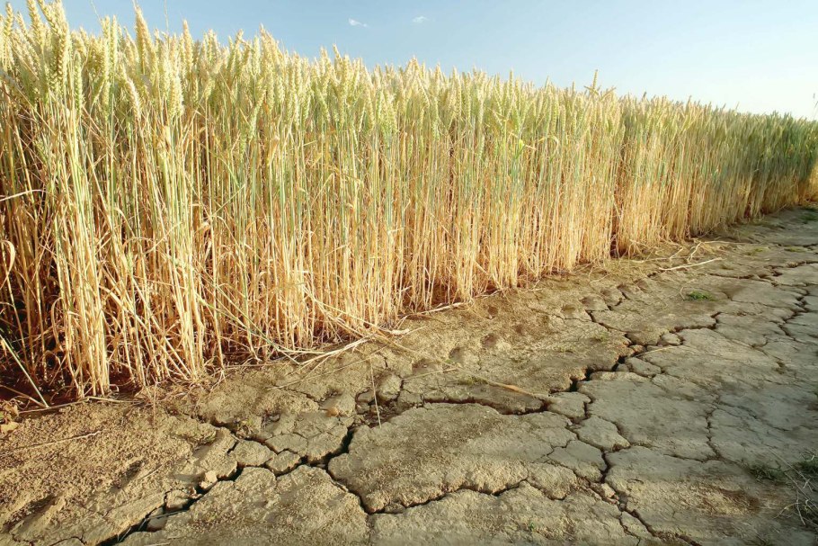 Засуха в России