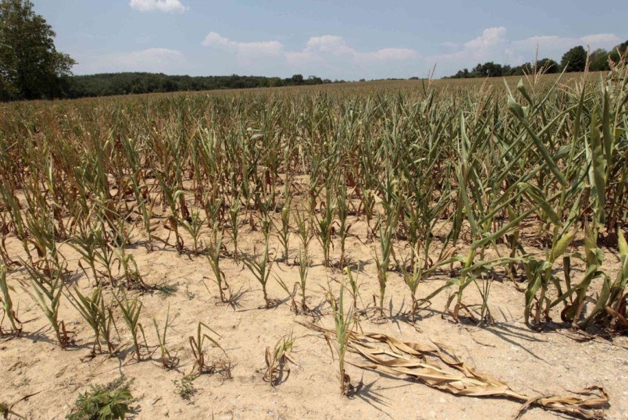 Вельвичия удивительная (Welwitschia Mirabilis)