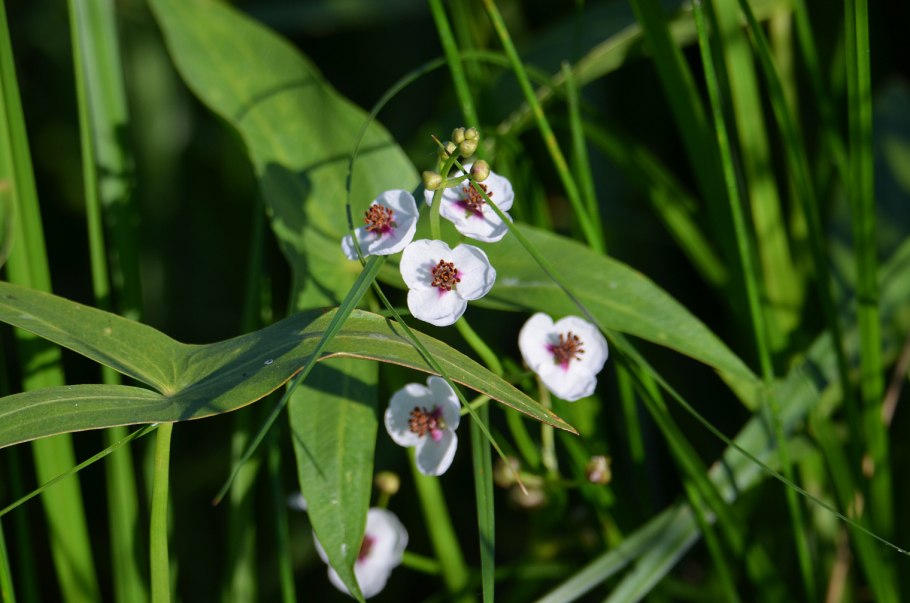 Стрелолист Sagittaria sagittifolia