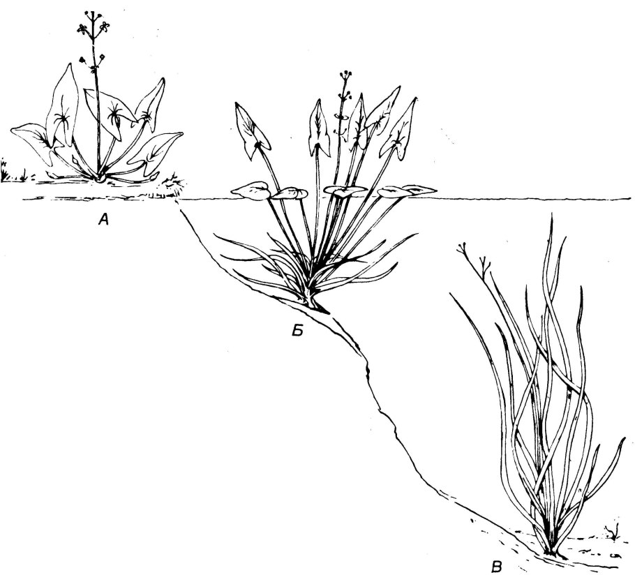 Стрелолист обыкновенный клубни