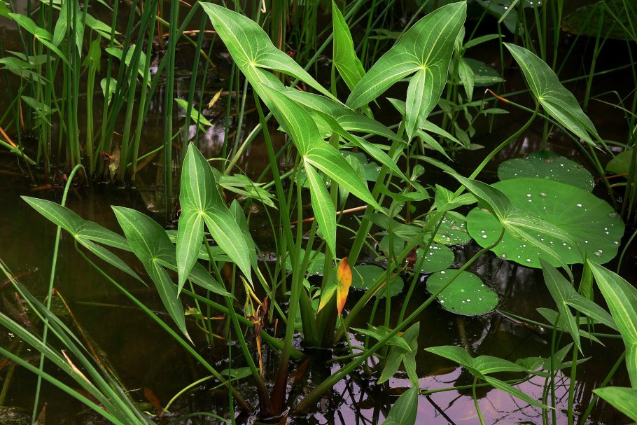 Стрелолист обыкновенный (Sagittaria sagittifolia)