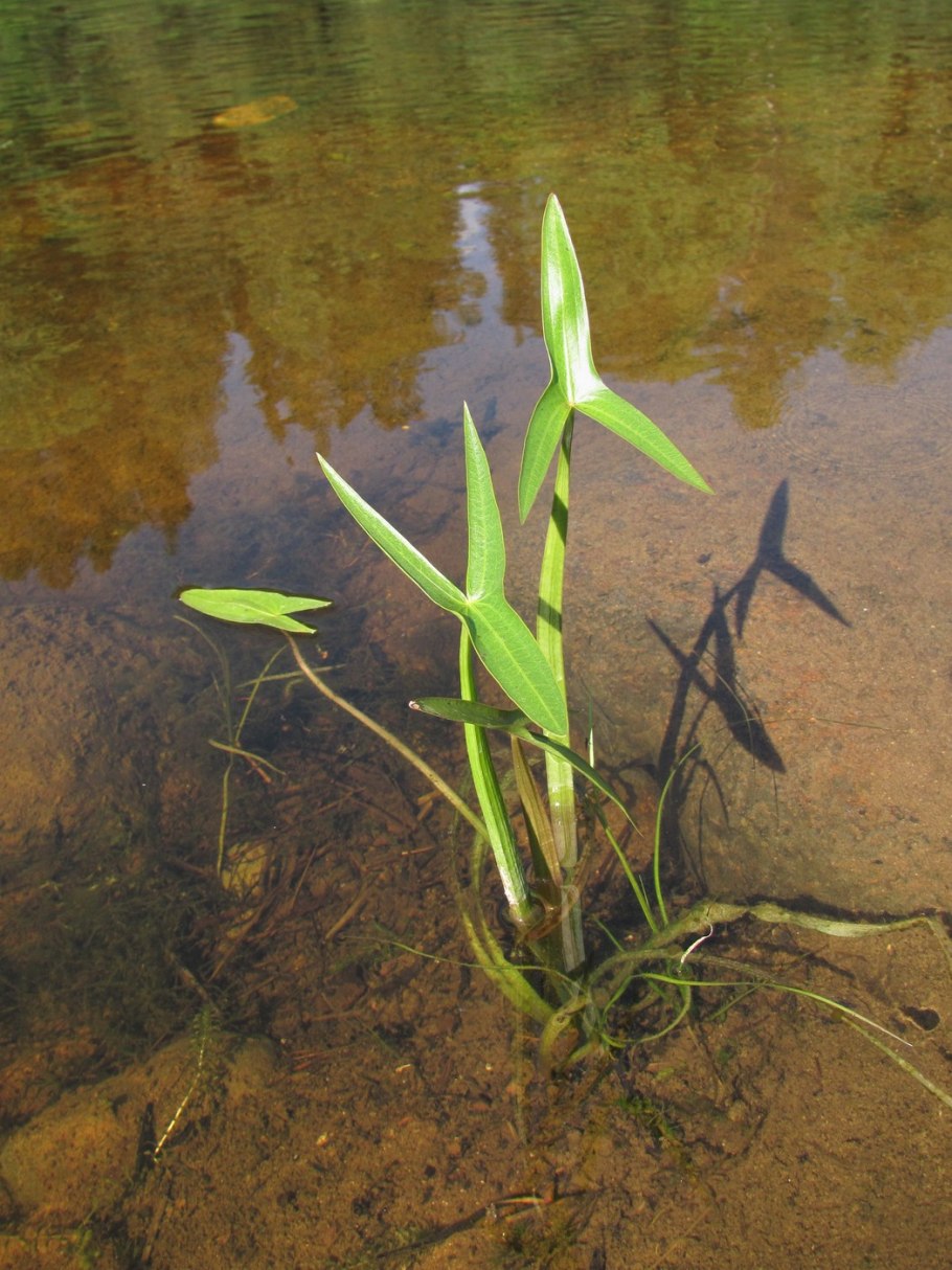 Sagittaria trifolia (стрелолист трёхлистный).