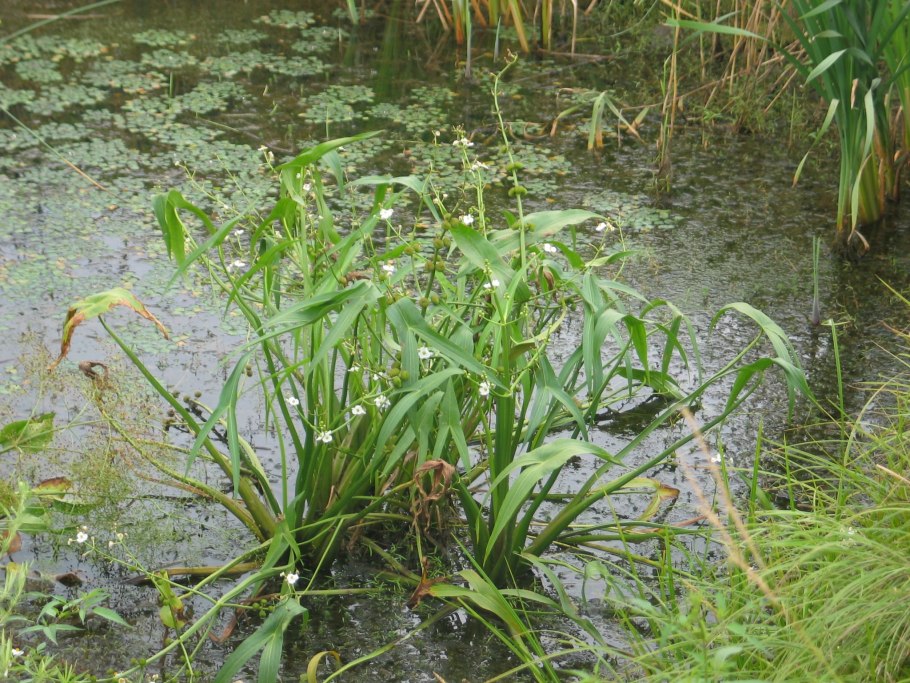 Стрелолист Sagittaria sagittifolia