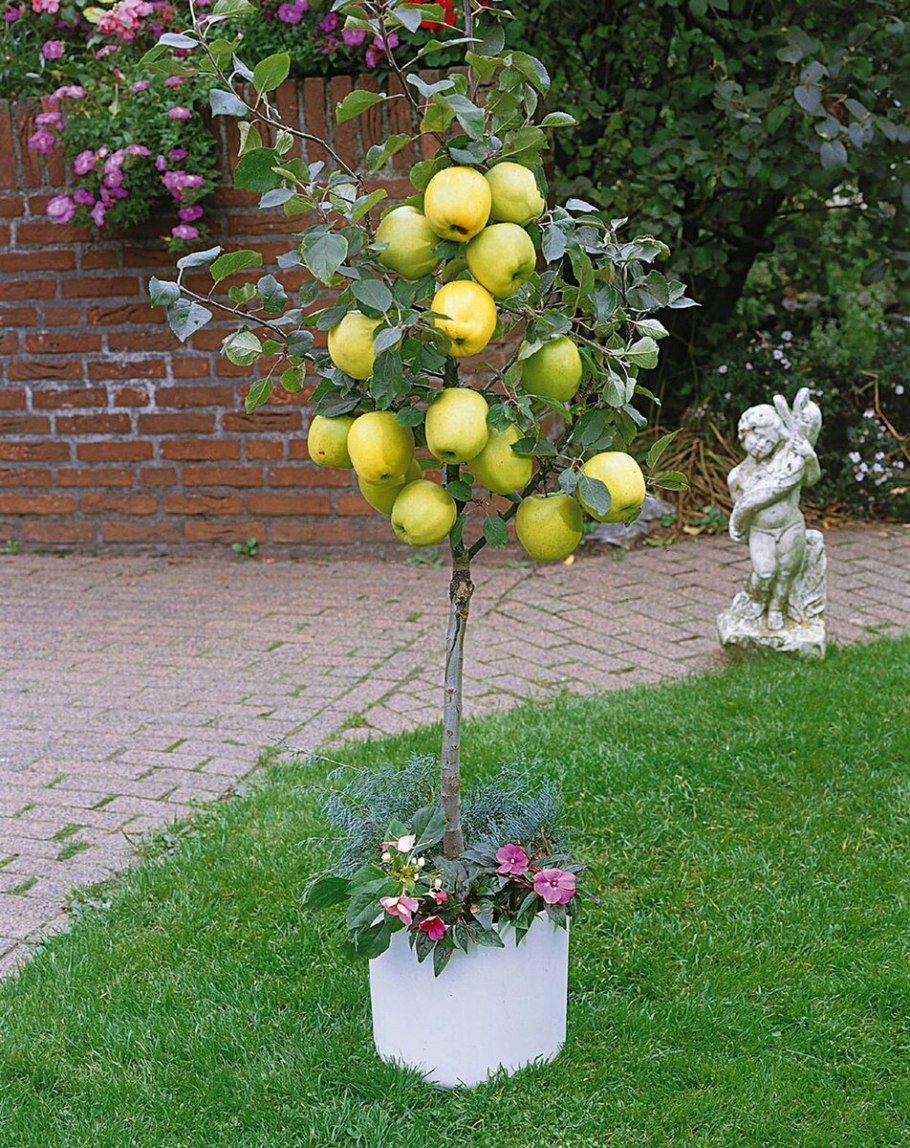 Бонсай Malus Halliana