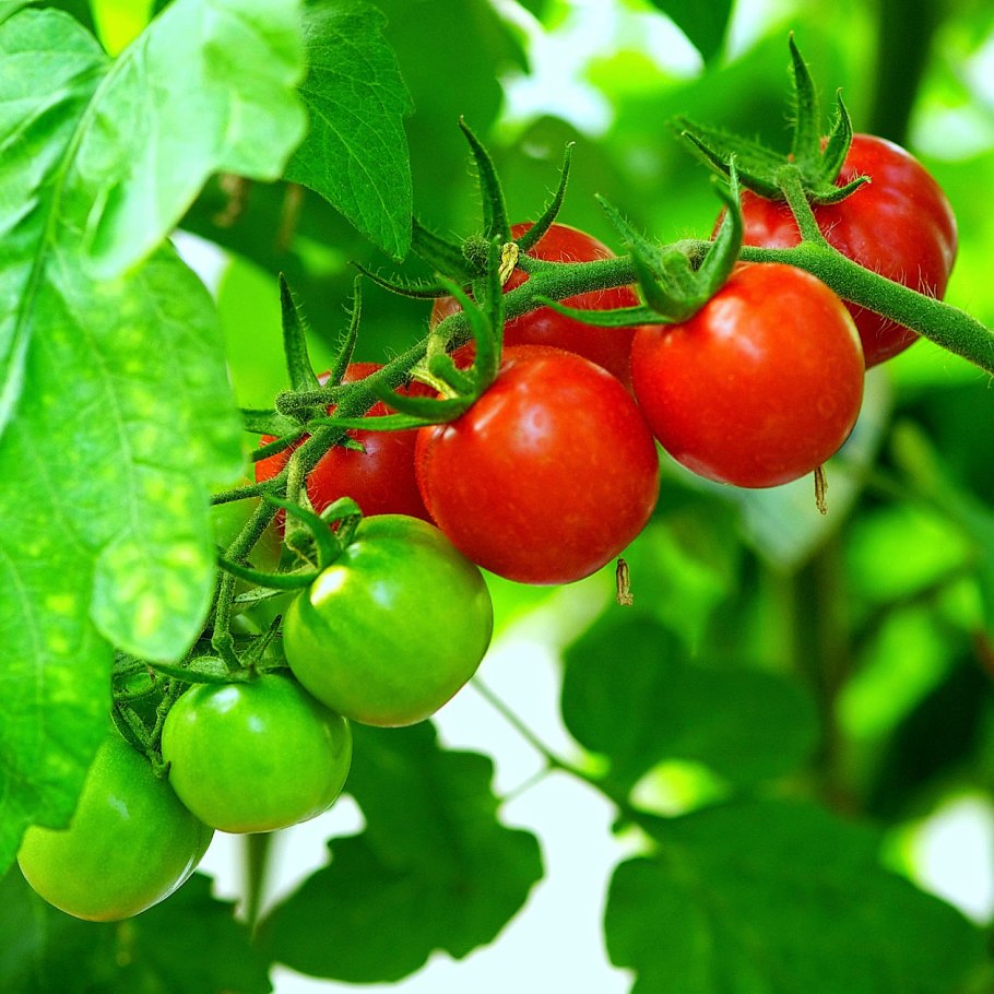 Томат Мегагрон