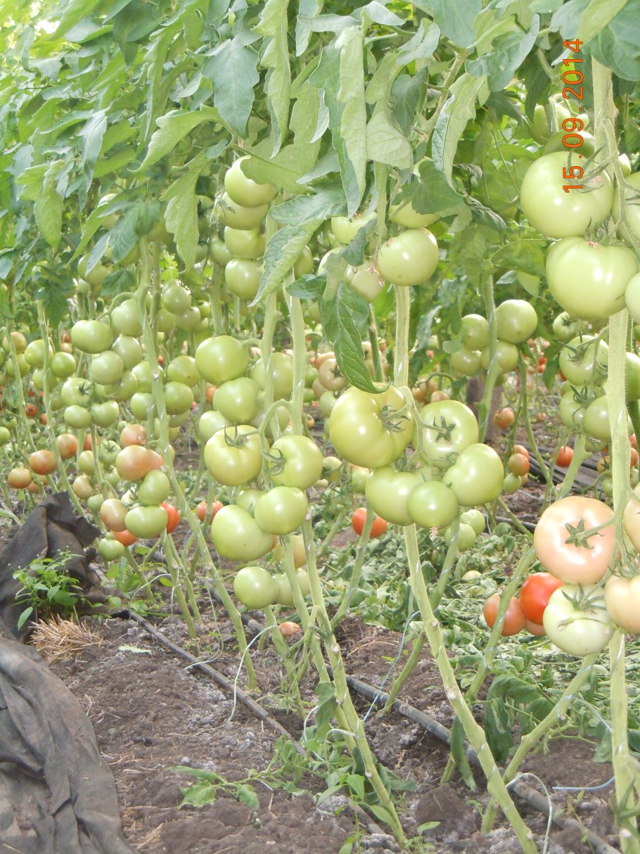 Помидор с носиком на белом фоне