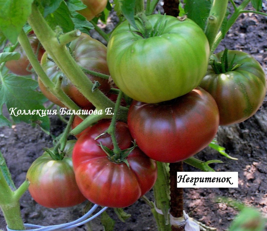 Томат Евгений