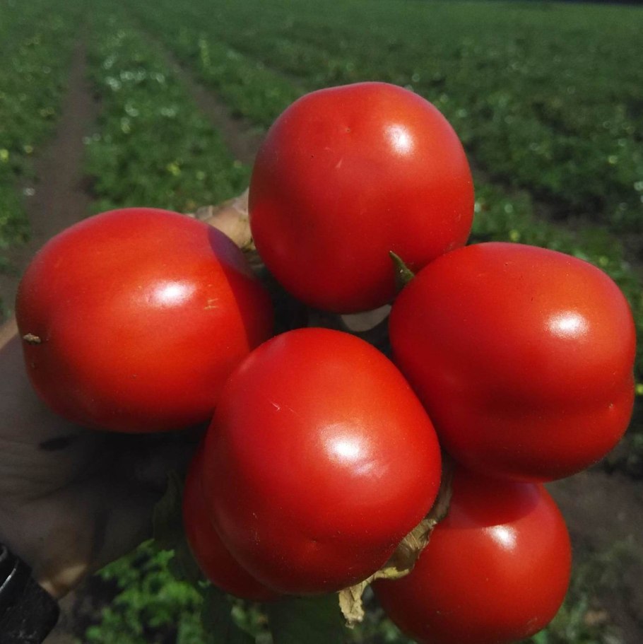 Семена томат Женечка