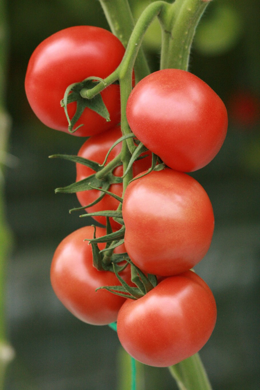 Томат Женечка Сибирский сад