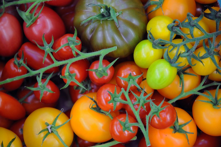 Томат китальфа