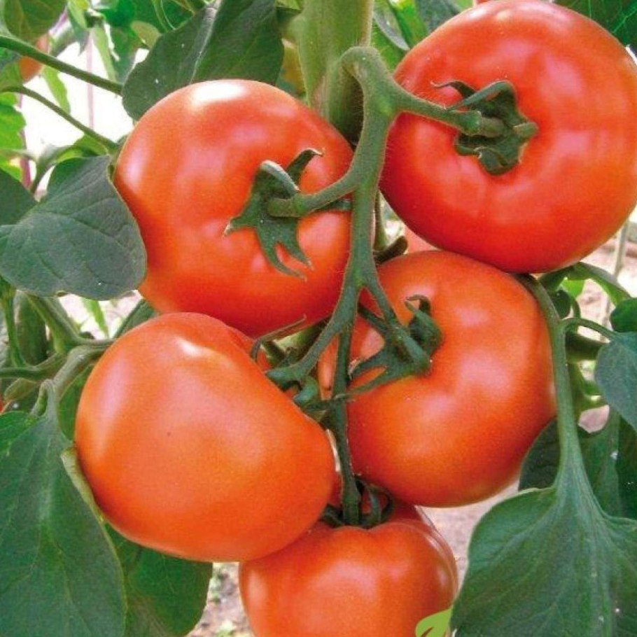 Пузата хата томат семена Аэлита