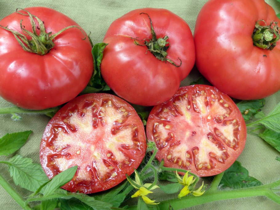 Томат Solanum lycopersicum