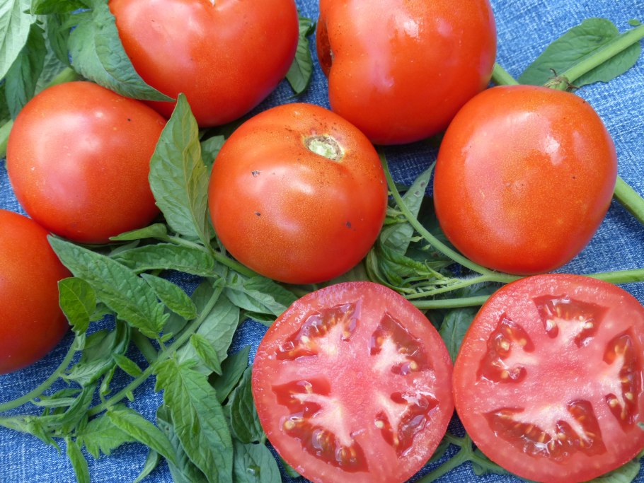 Томат на белом фоне с каплями воды