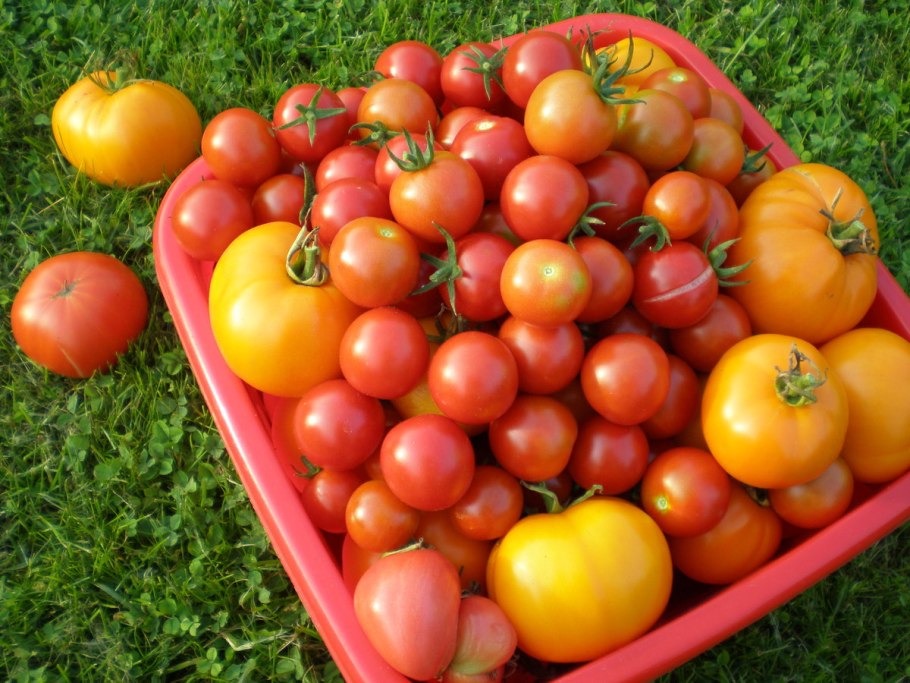 Помидоры на даче