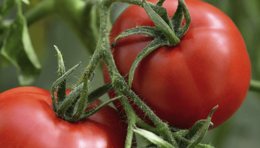 Сорт томатов Снегирь