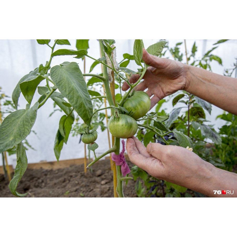 Томат Марфушечка душечка