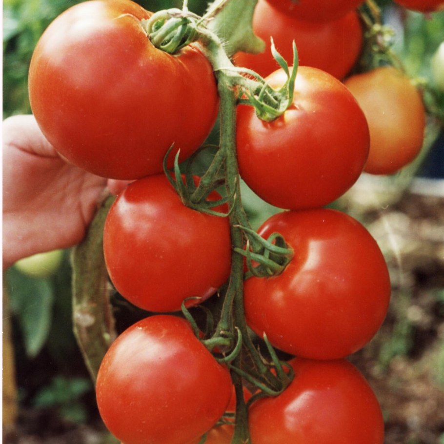 Томат болотный