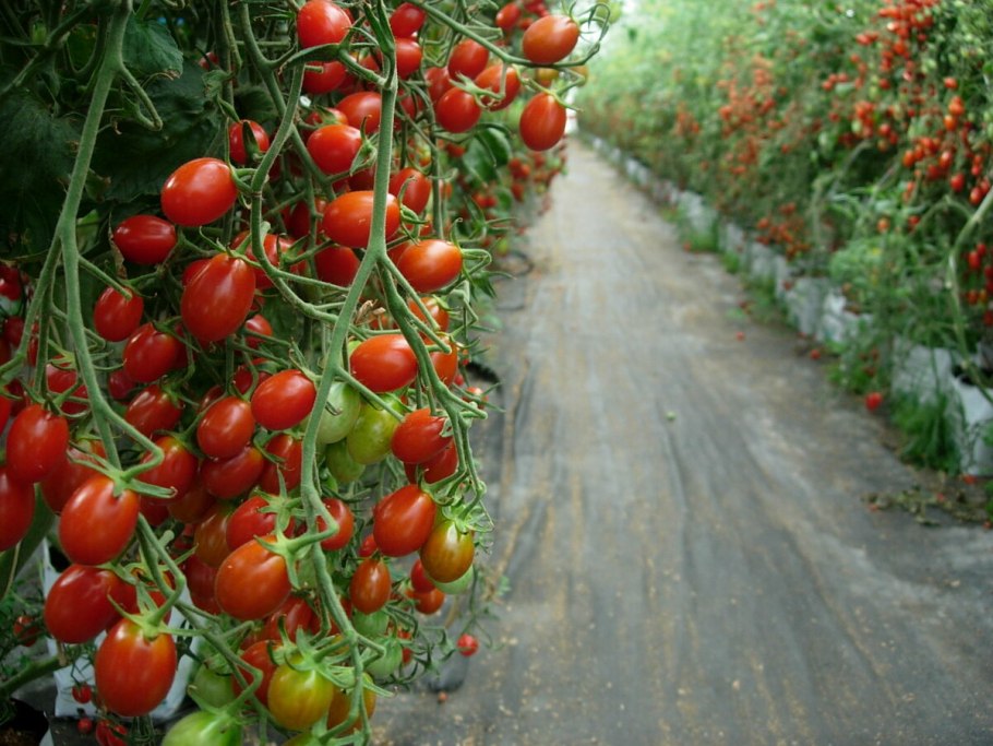 Лоджейн f1 томат