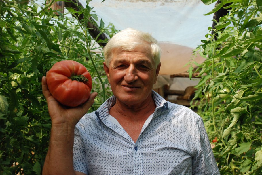 Помидор сорт