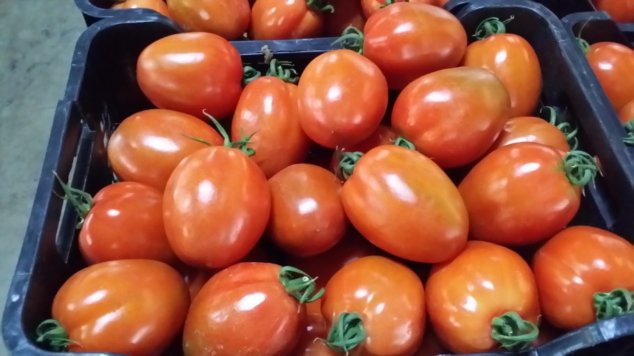 Томат итальянец черри