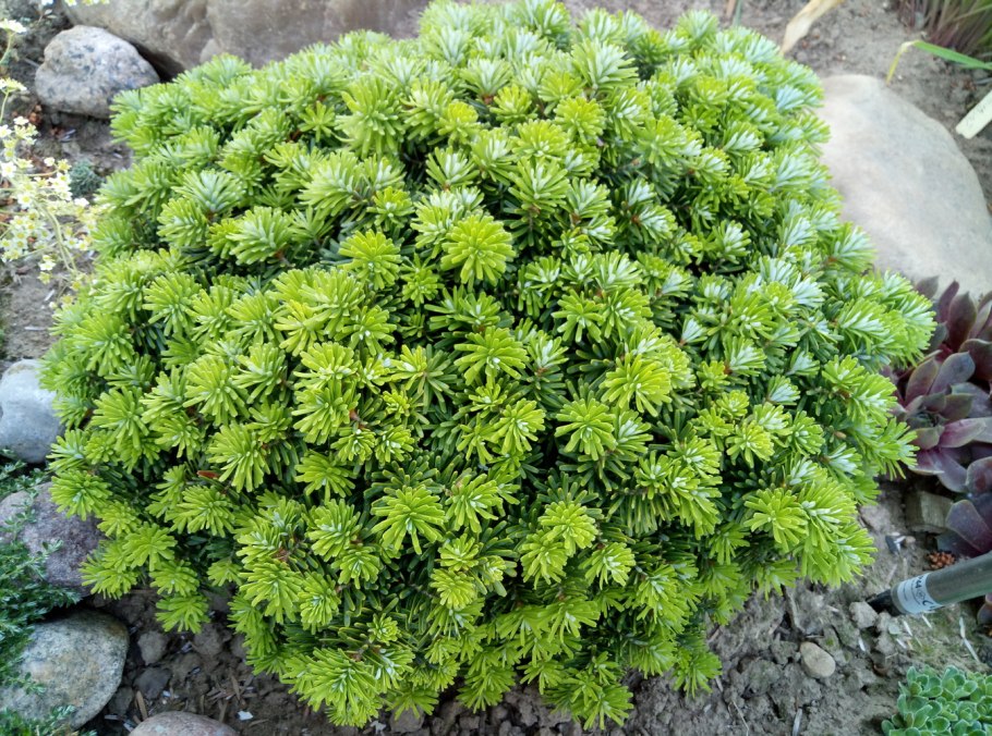 Abies Koreana brillant (пихта бриллиант)