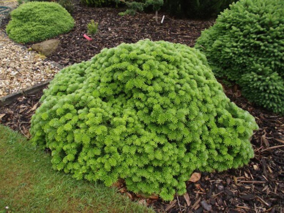 Abies Koreana 'Tundra'