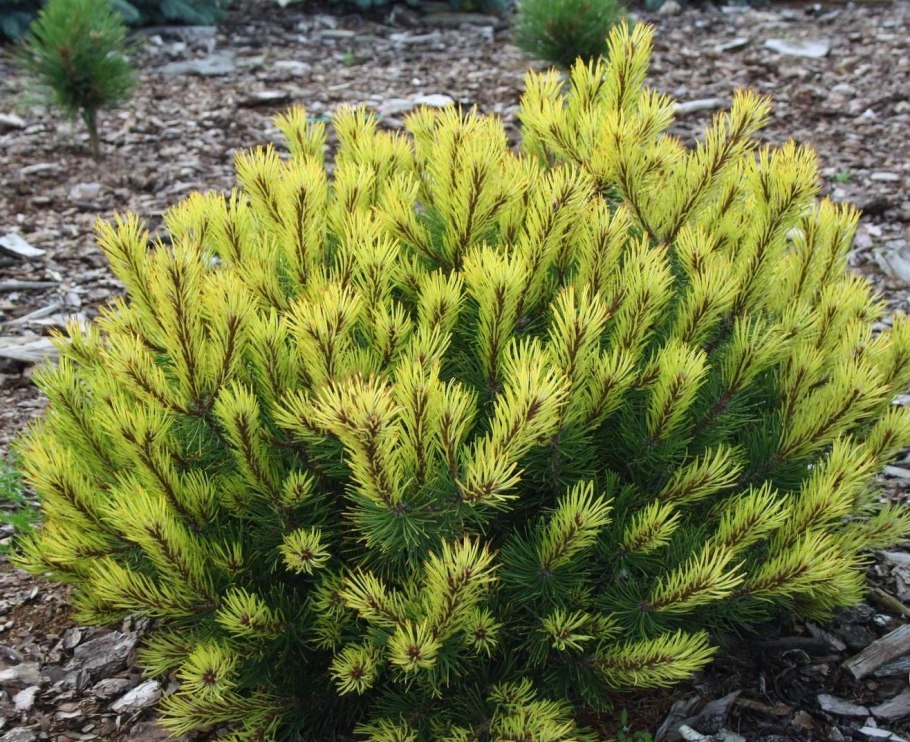 Сосна Горная Pinus mugo