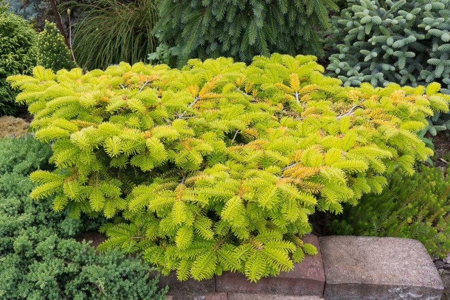 Пихта нормандиана