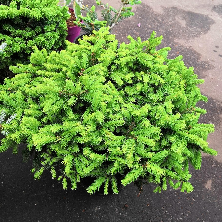 Ель подушковидная Нидиформис