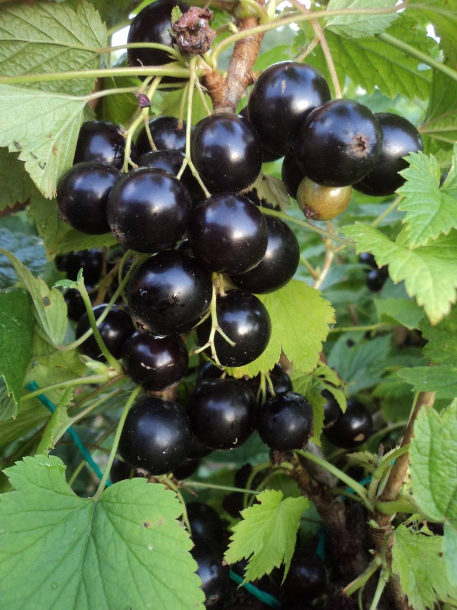 Смородина Услада