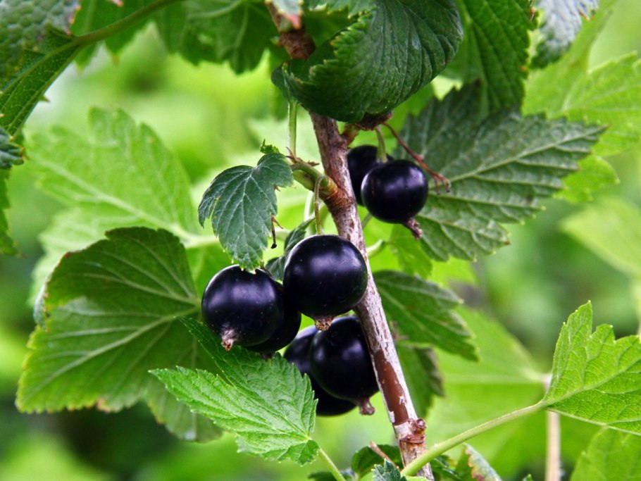 Смородина черная – ribes nigrum