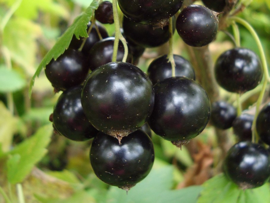 Смородина черная Селеченская 2