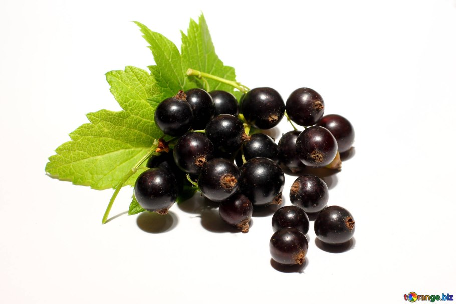 Смородина черная ribes nigrum петербурженка